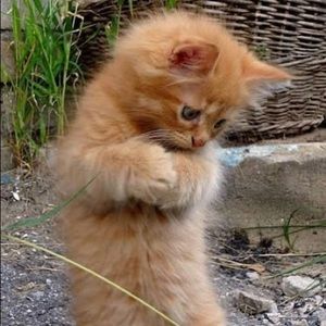 Meet your Posher, Tiana